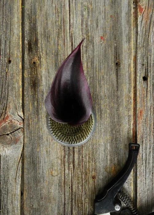 Odessa  Black Mini Calla Lily